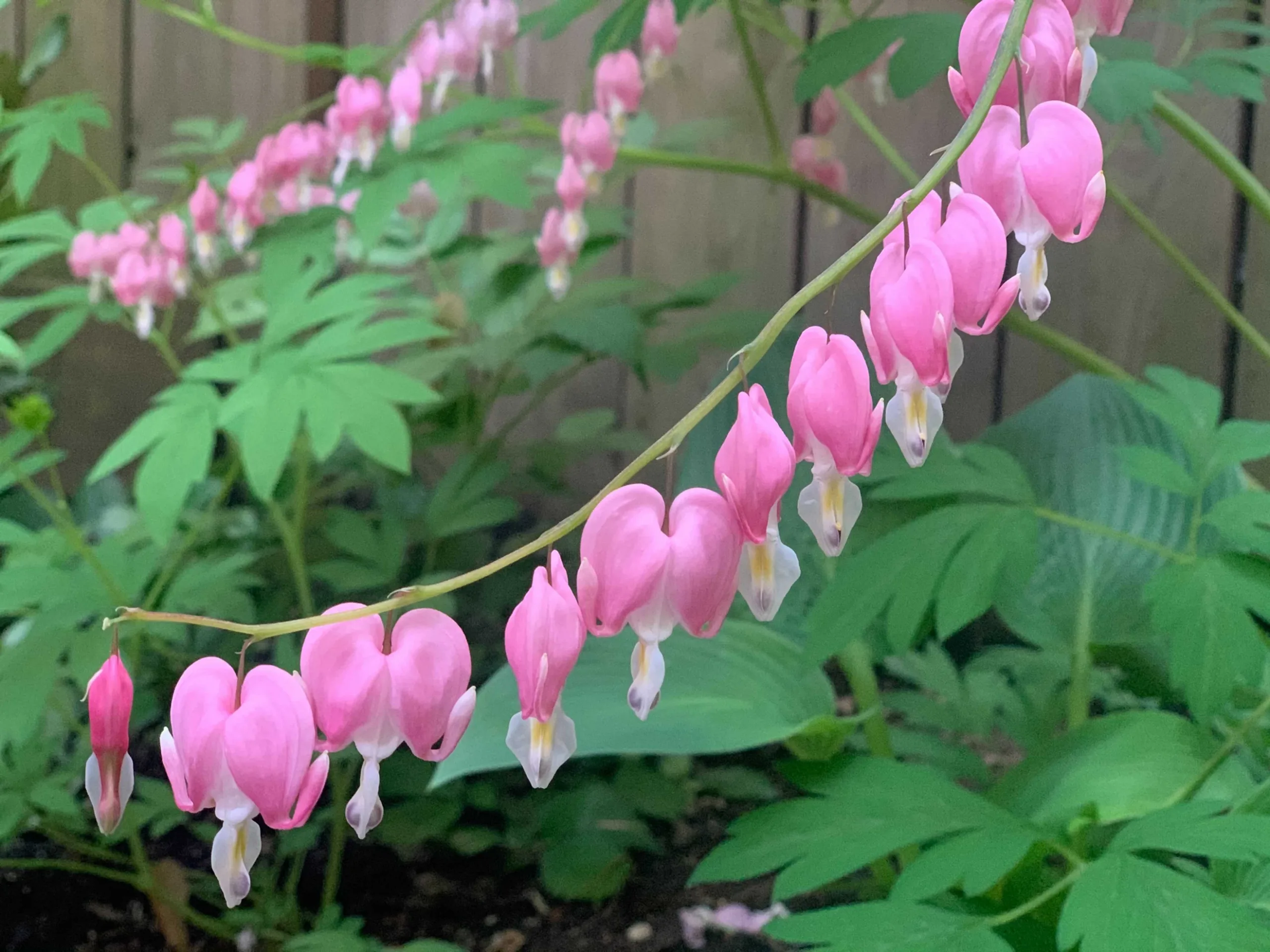 buds of a series of bright pink flowers
